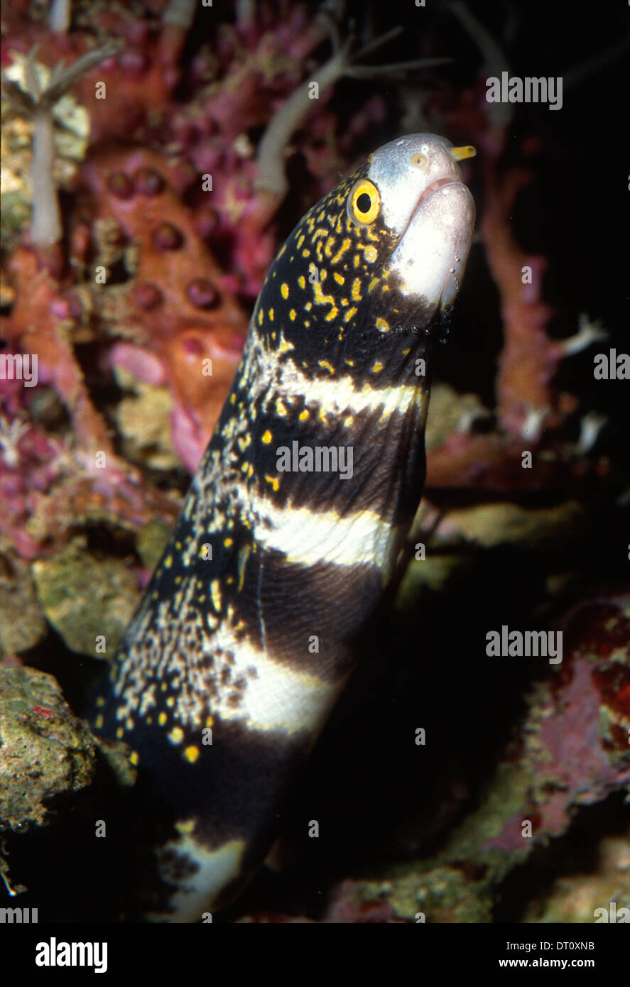 Echidna nebulosa Snowflake Moray, Murenidae, Indo-Pacific ocean Banque D'Images