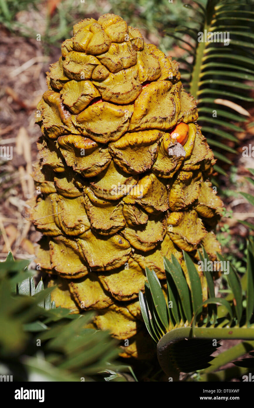 Graines femelle le cône d'un espèces de cycadales d'Encephalartos Banque D'Images