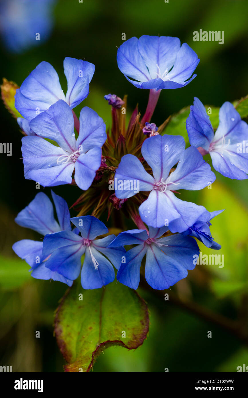Longue floraison semi-arbuste, Ceratostigma willmottianum 'Autumn Blue' Banque D'Images