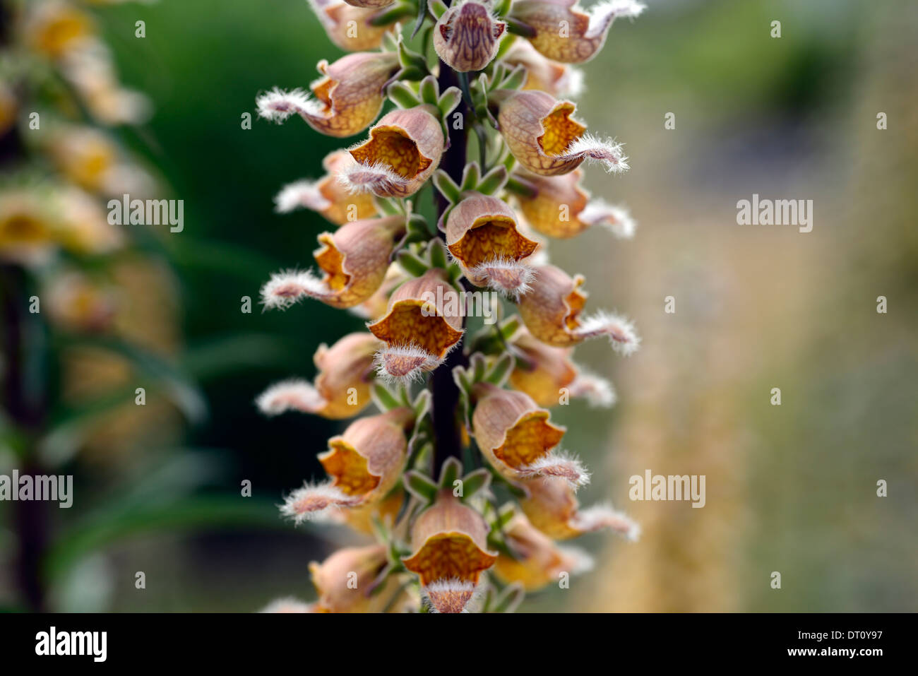 La digitale pourpre digitalis laevigata fleurs vivaces fleur fleur fleurs fleurs plans rapprochés close-ups Banque D'Images