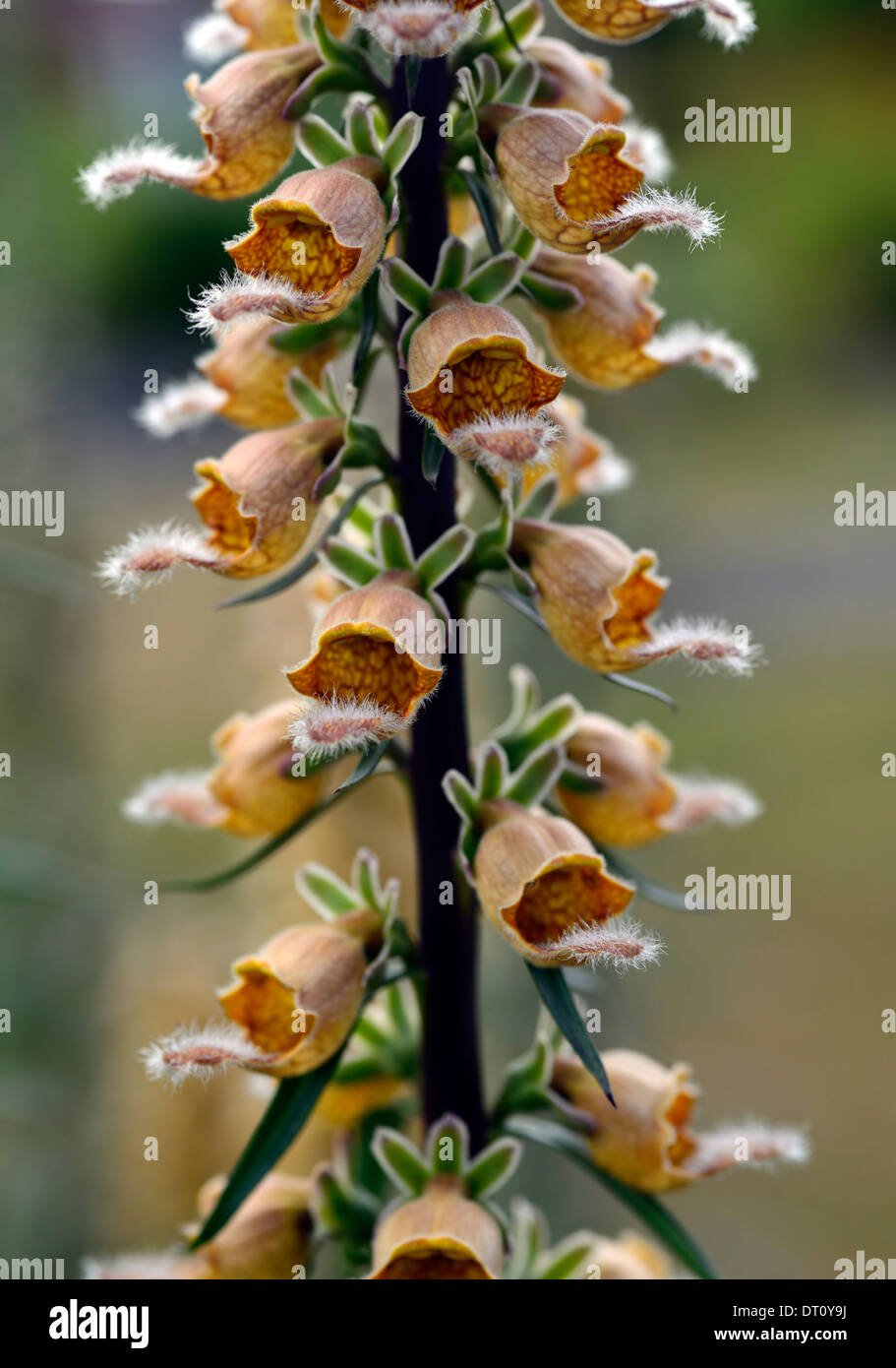 La digitale pourpre digitalis laevigata fleurs vivaces fleur fleur fleurs fleurs plans rapprochés close-ups Banque D'Images