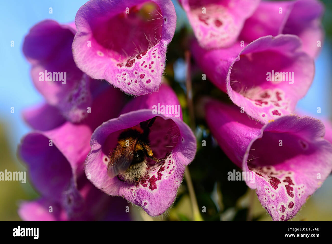 Digitalis purpurea digitale alimentation alimentation des abeilles sauvages de plantes bénéfiques plantes plantes riches en nectar Banque D'Images