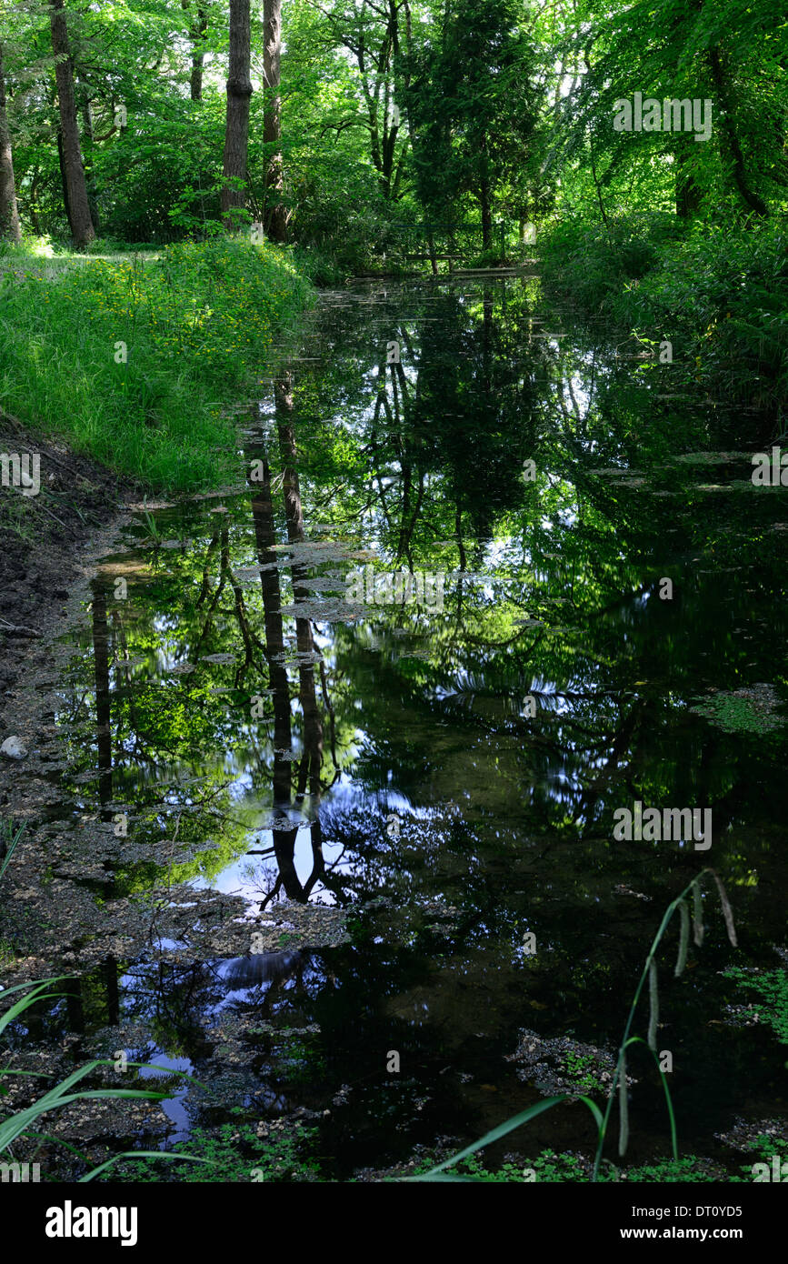 Dyke sombre fossé inondé d'inondation envahi par la stagnation des bois Banque D'Images