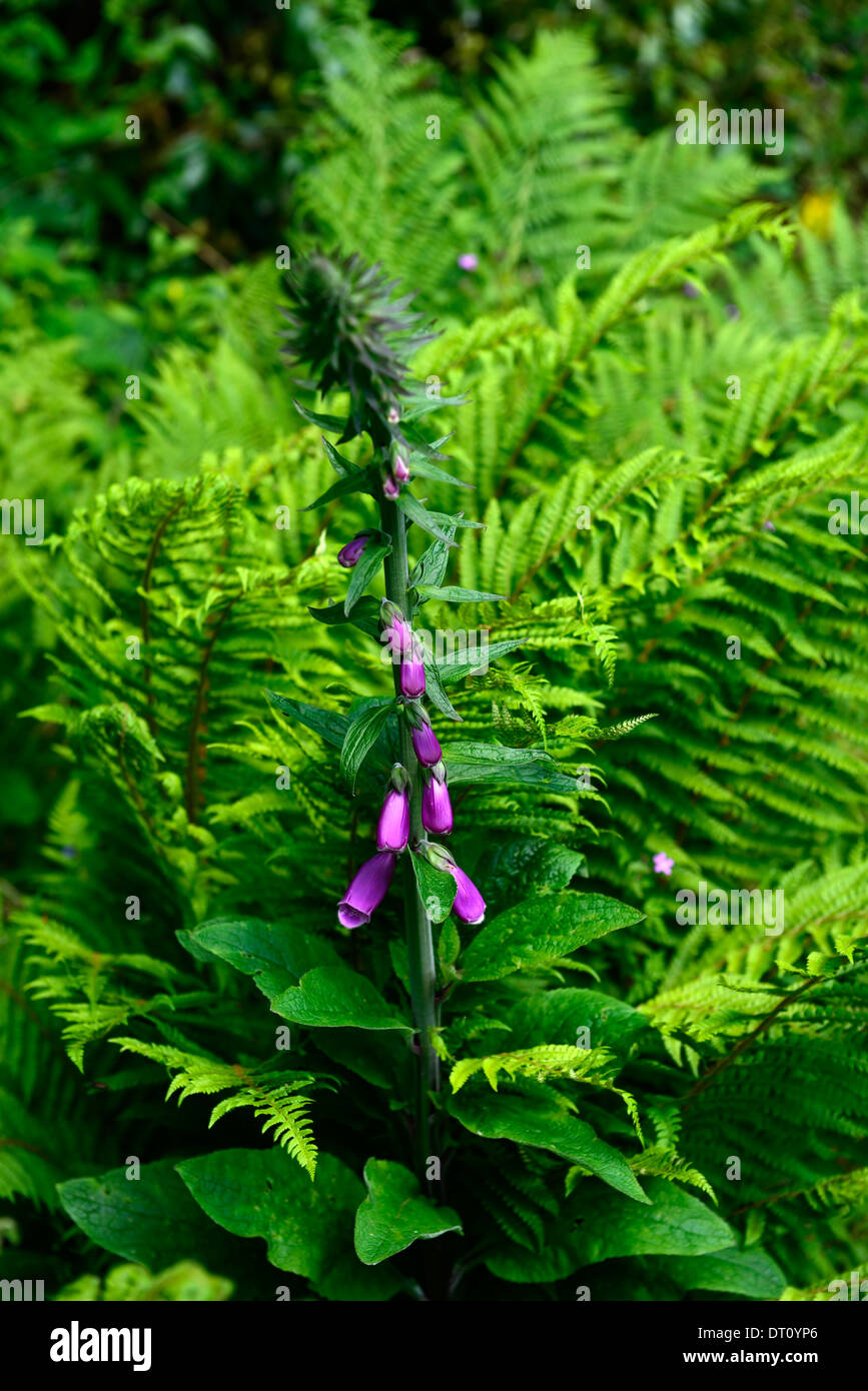 La digitale pourpre Digitalis purpurea volant matteuccia struthiopteris fougère jardin ombragé ombragé par la plantation de plantes combinaison Banque D'Images