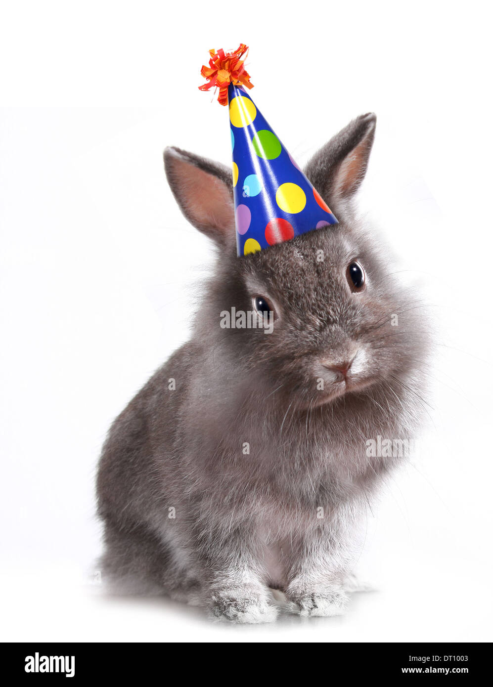 Image Drole D Un Lapin Portant Un Chapeau D Anniversaire Photo Stock Alamy