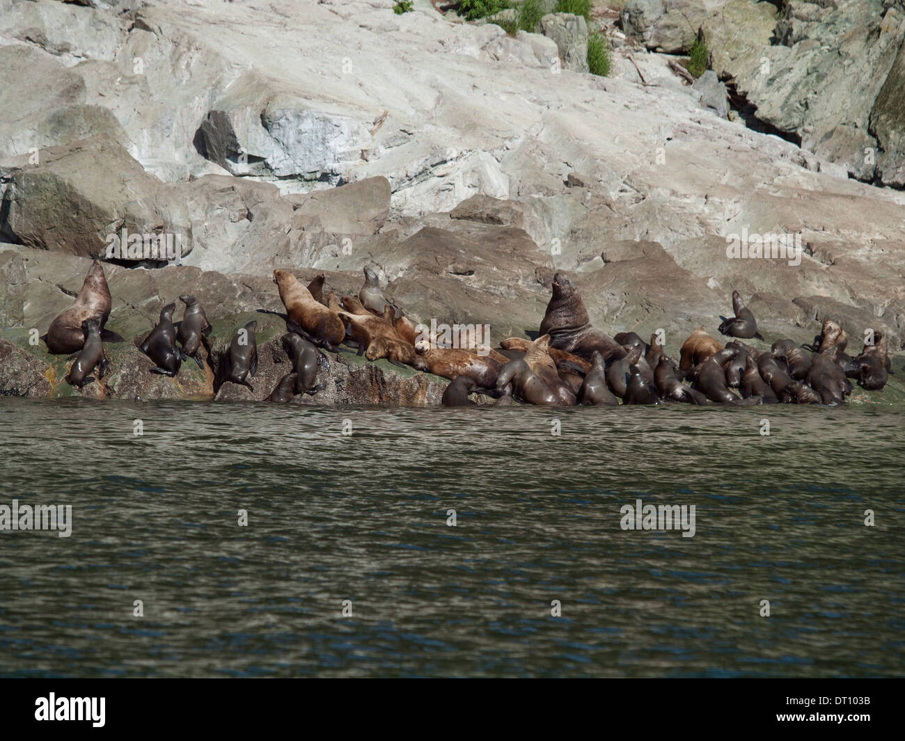 Naturelle et sauvage de l'Alaska Banque D'Images