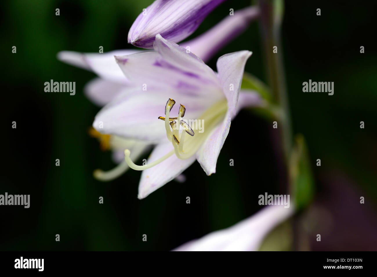 Shortia soldanelloides fleur fleurs ombre floraison des plantes aimant ombragé ombré Banque D'Images