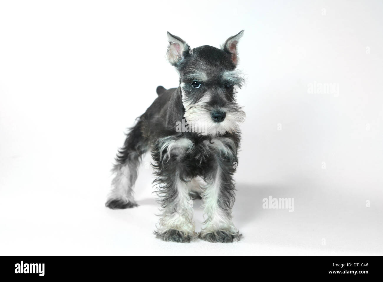 Miniature Schnauzer Puppy Banque D Image Et Photos Alamy