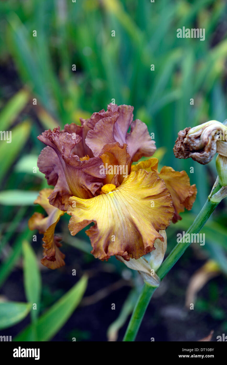 Lumiere Dautomne Iris Iris Germanica Iris à Rhizome