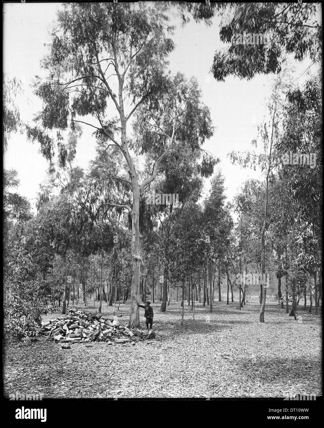 Eucalyptus, ca.1900 Banque D'Images