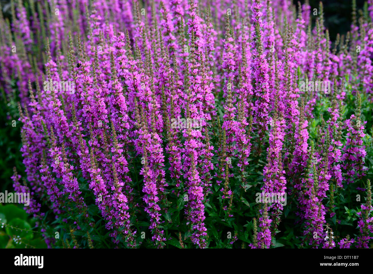 La salicaire Lythrum salicaria robin point sélective d'été portraits de plantes vivaces fleurs pétales rose spires Banque D'Images