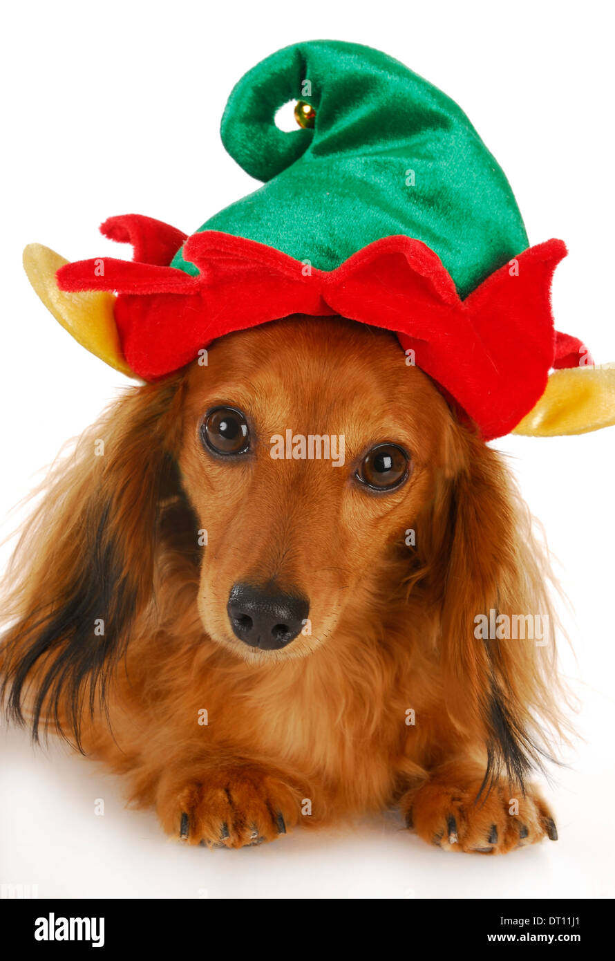Cute elf hat teckel portant à la réflexion au spectateur avec sur fond blanc Banque D'Images