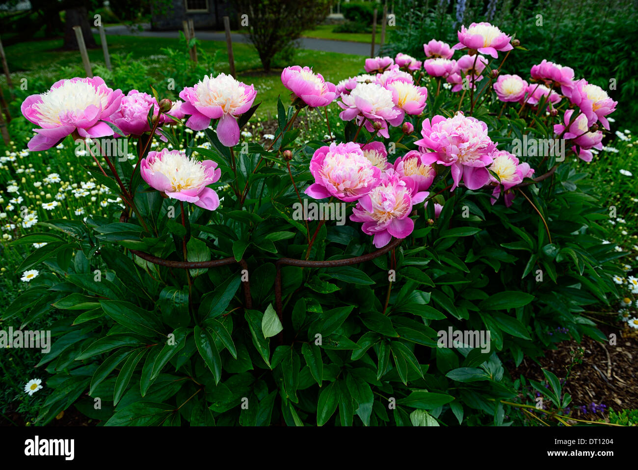 Paeonia lactiflora pivoine pivoines bol de beauté rose blanc fleur fleurs herbacées vivaces bed border Banque D'Images