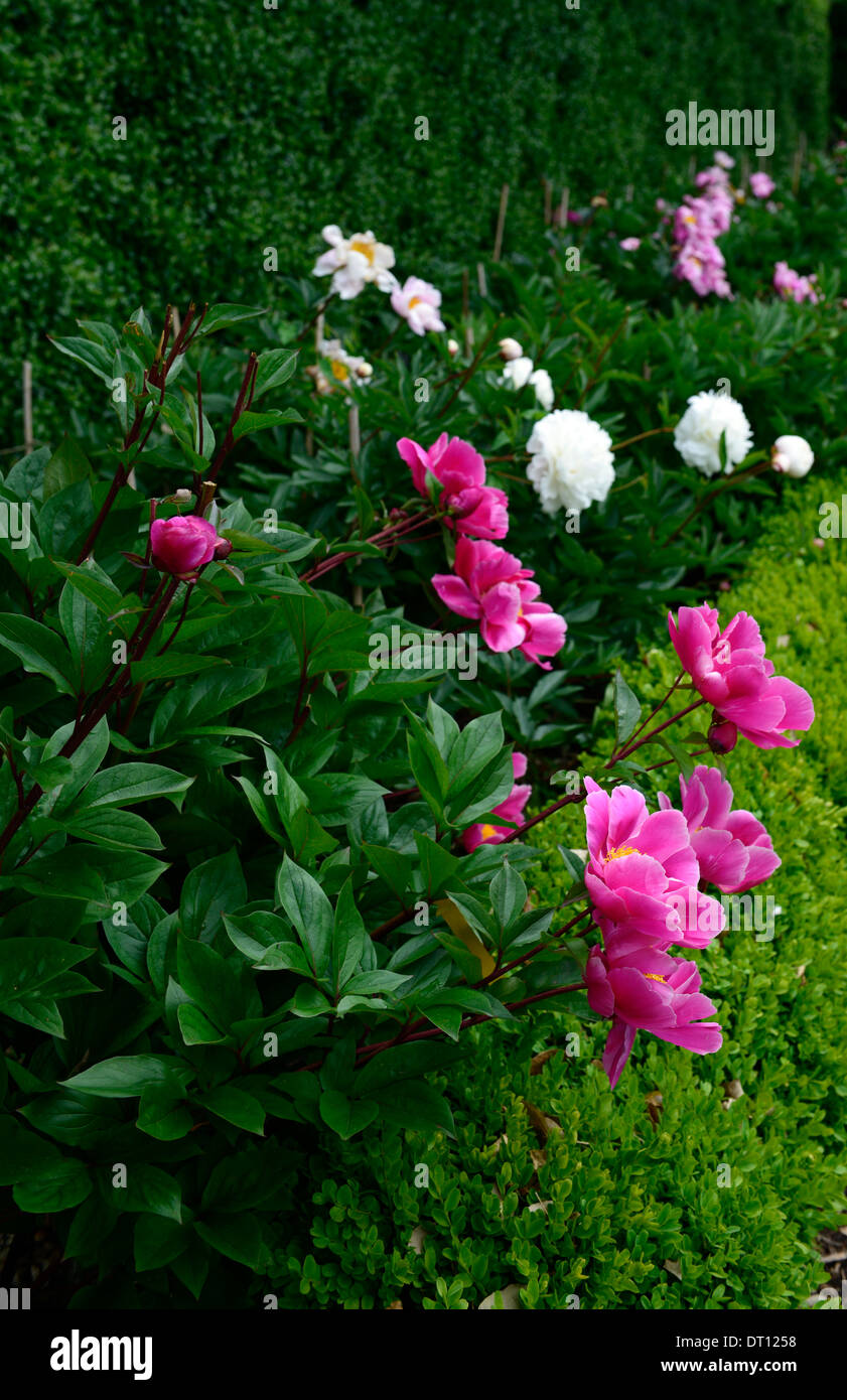 Fleurs rose pivoine blanche paeonia frontières mixte mix vivaces à fleurs Banque D'Images