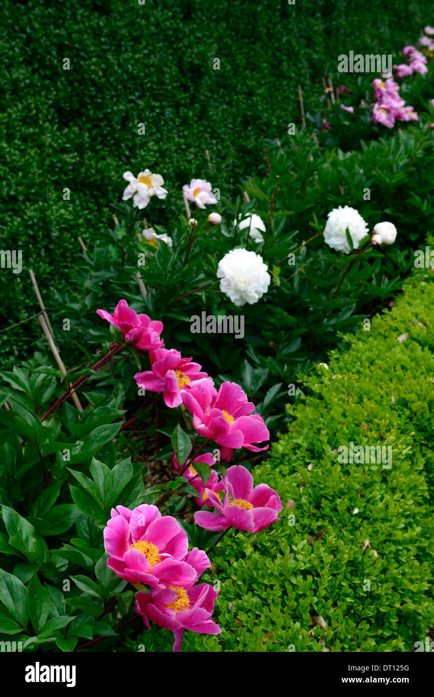 Fleurs rose pivoine blanche paeonia frontières mixte mix vivaces à fleurs Banque D'Images