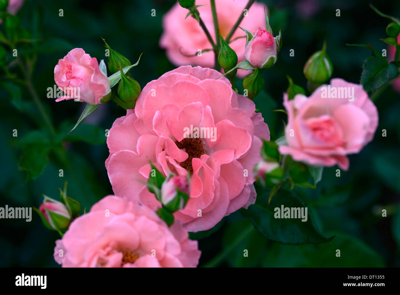 Crathes castle cocathes rosa floribunda roses rose fleurs vivaces à fleurs rose Banque D'Images