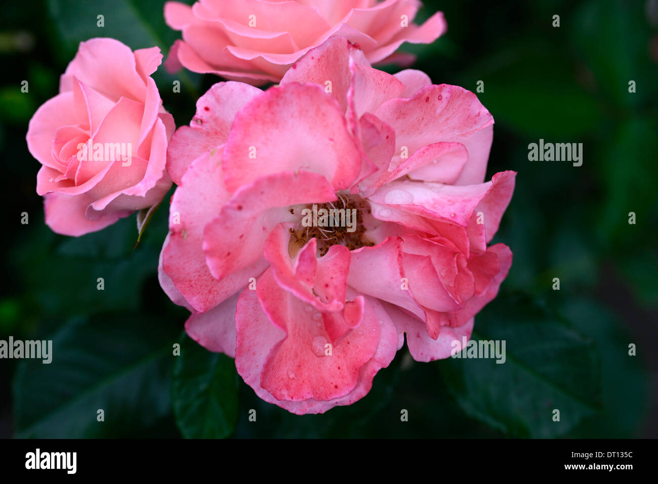 Crathes castle cocathes rosa floribunda roses rose fleurs vivaces à fleurs rose Banque D'Images