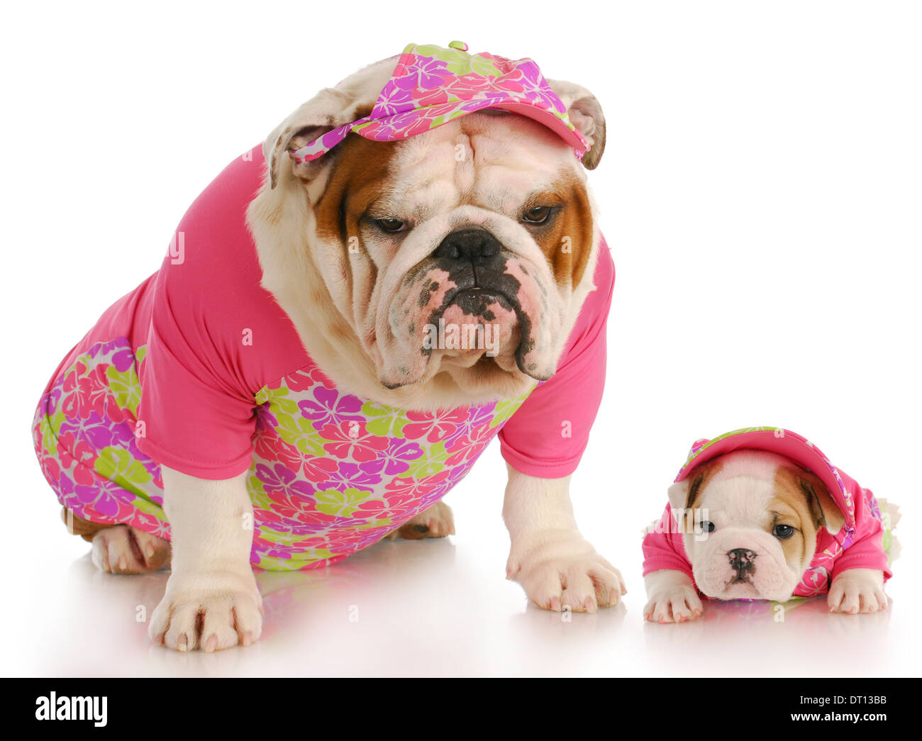 Vetement bulldog anglais hotsell