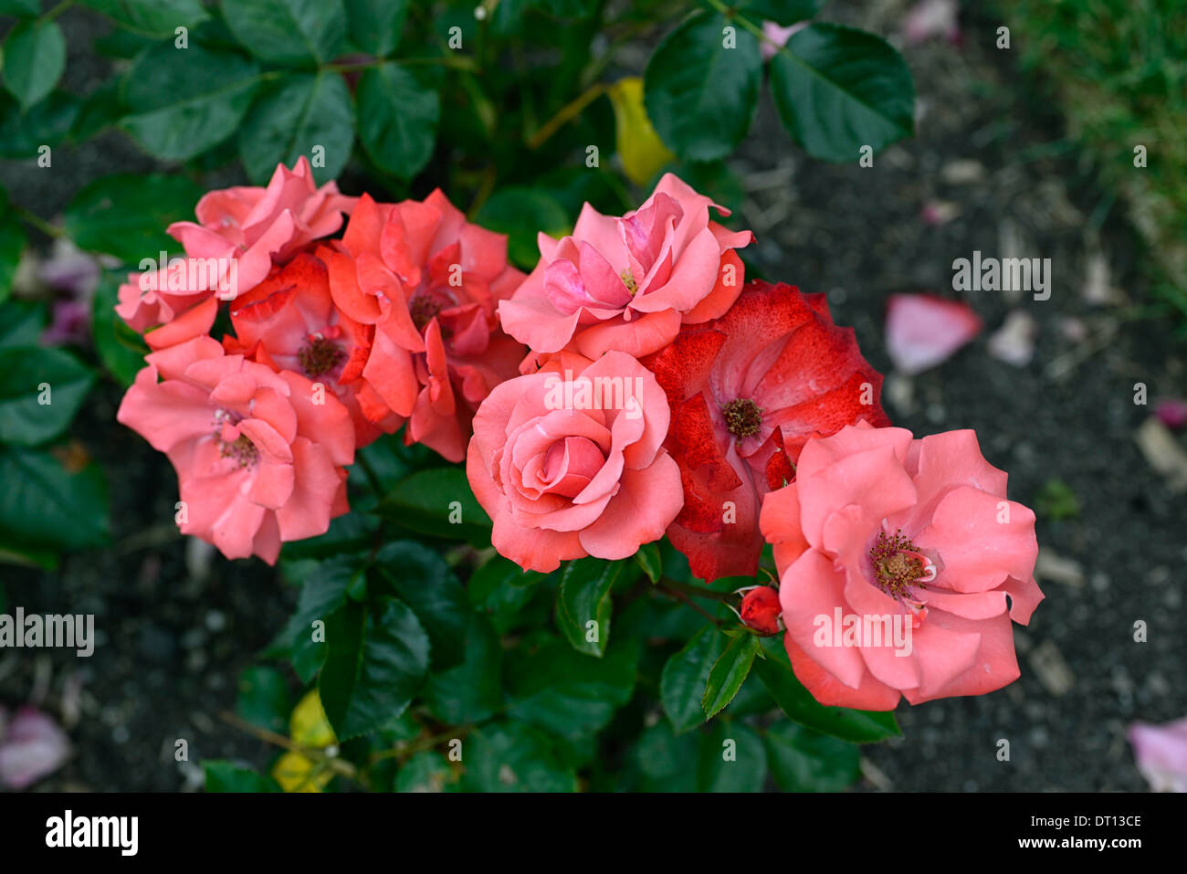 Rosa mr e e greenwell Floribunda roses rose saumon rose fleur fleurs fleurs fleurs fleurs de couleur couleurs Banque D'Images