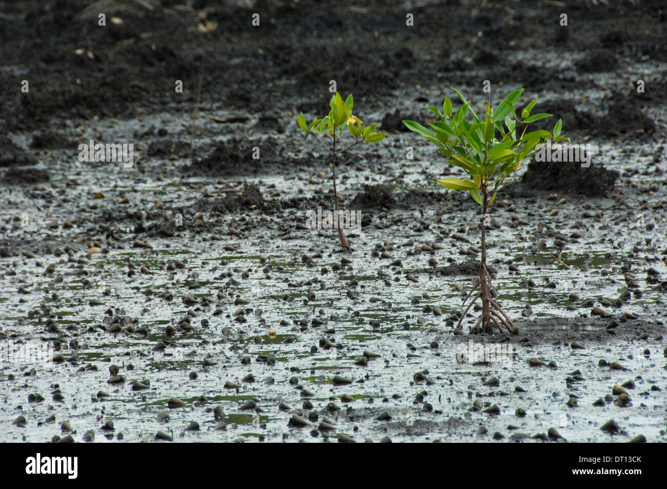 Plants de mangrove dans la boue, Halmahera, Moluques, Indonésie Banque D'Images