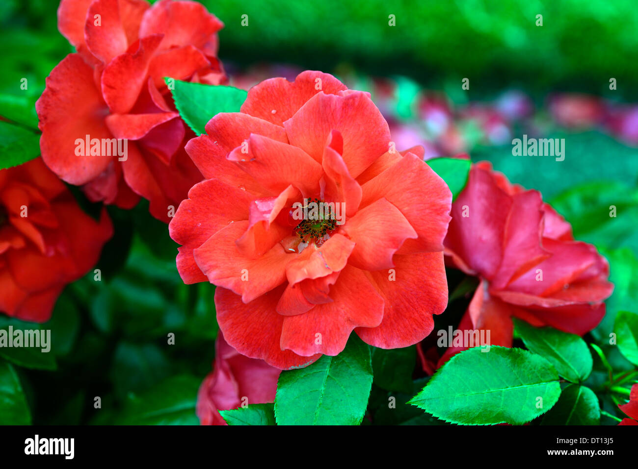 Rosa Ray of Hope cocnilly floribunda fleurs fleur rouge rose fleurs roses Banque D'Images