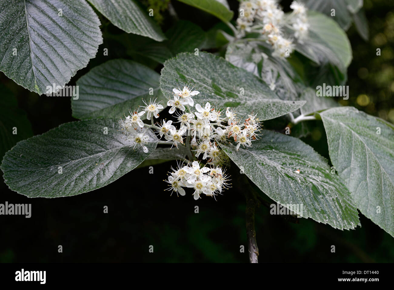 Sorbus thibetica John Mitchell arbres fleur fleurs blanc Quercus palustris vert feuille feuilles arbres d'ornement fleurs de printemps Banque D'Images