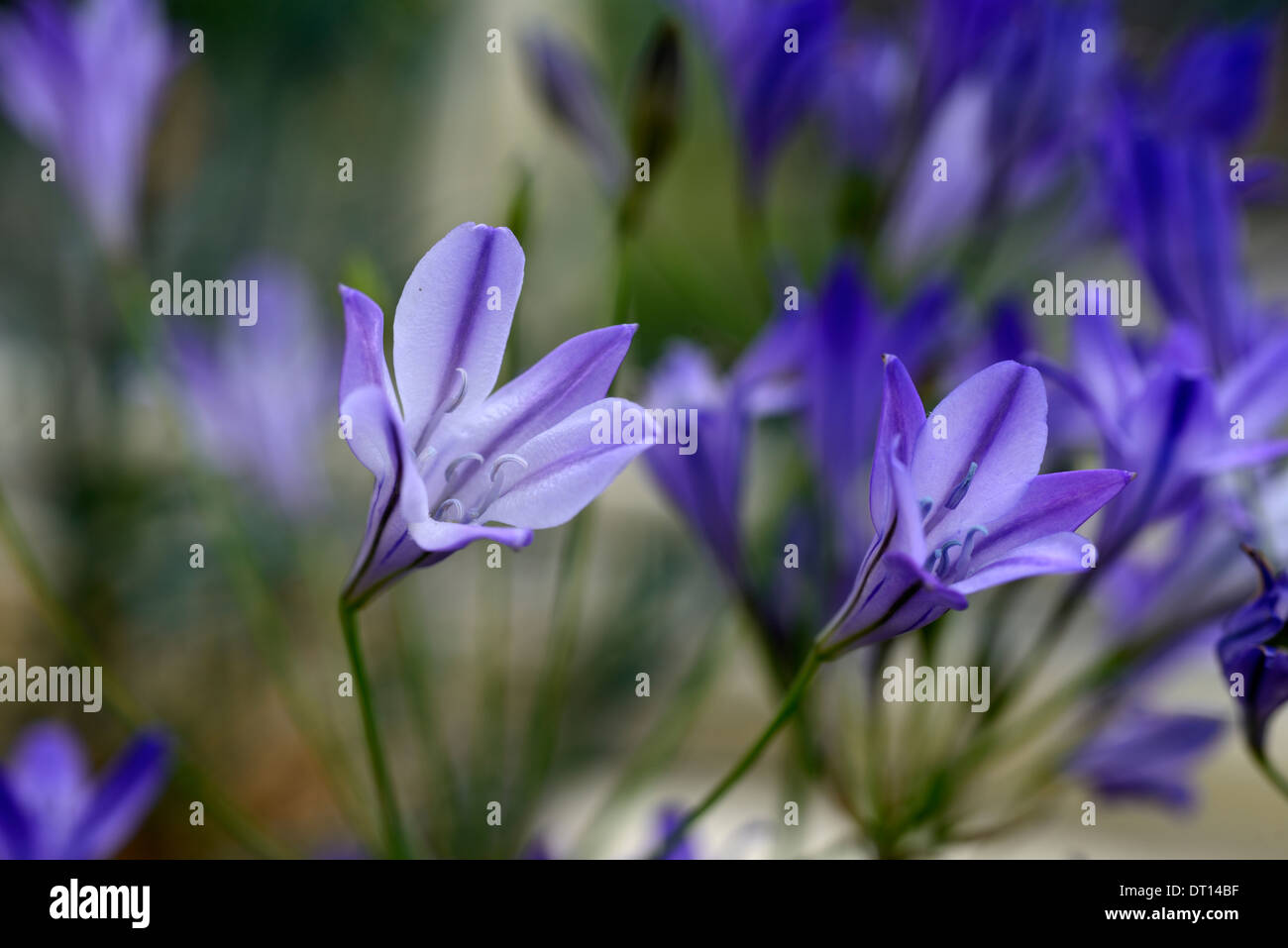 Le Triteleia laxa koningin fabiola reine lily triplet selective focus gros plan fleurs pourpre portraits de plantes à bulbe bulbe Banque D'Images