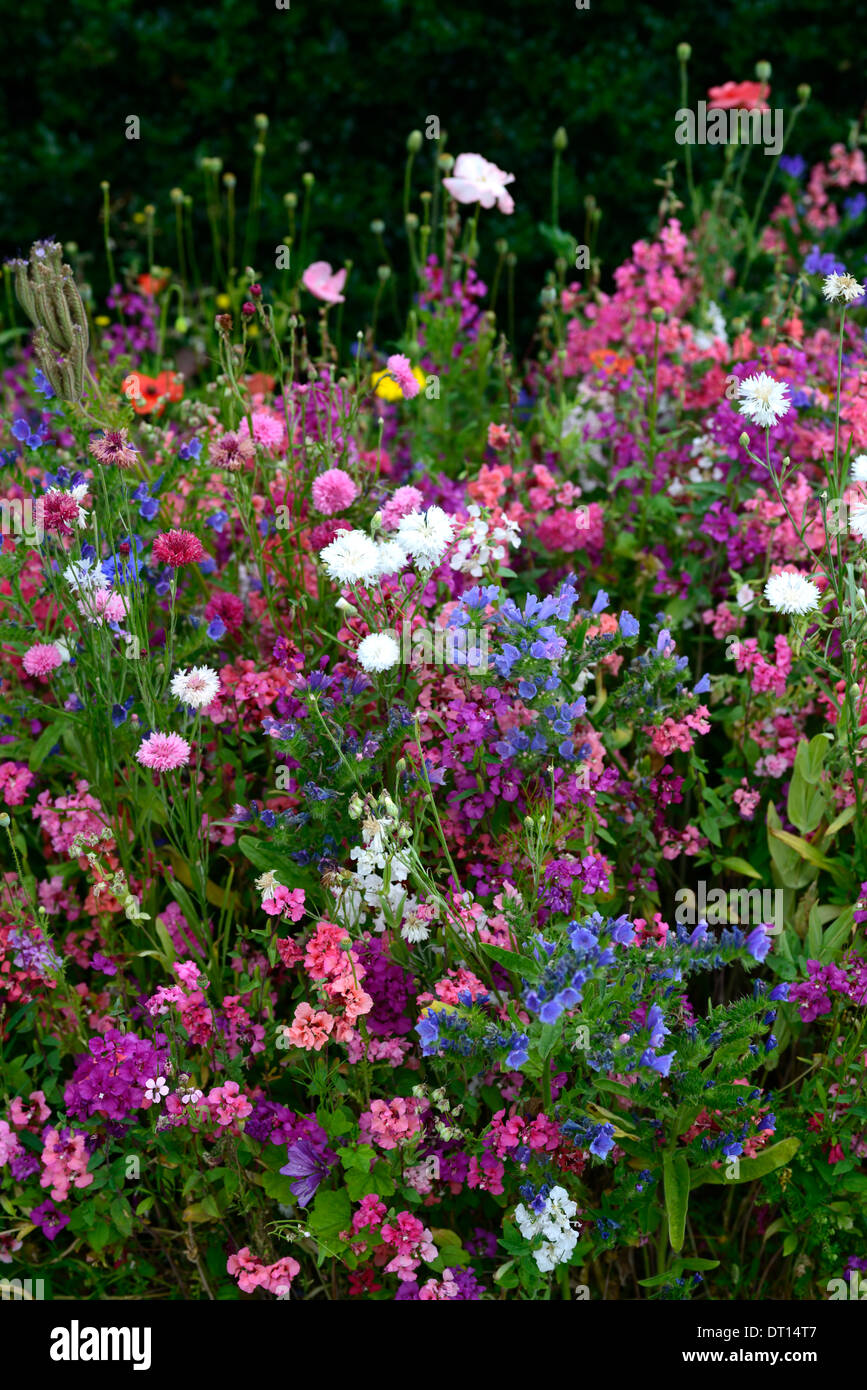 Fleurs sauvages fleurs sauvages bed bedding frontières afficher la bordure jardin jardinage plantes annuelles annuel mix design mixte Banque D'Images