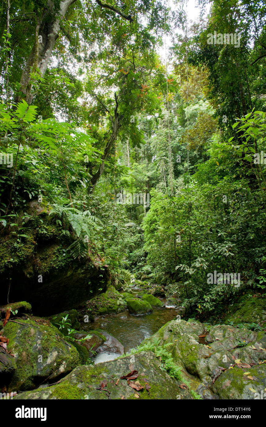 Paysage de jungle, Lupa Masa, penché, Parc National de Kinabalu, Sabah, Malaisie Orientale, Bornéo Banque D'Images