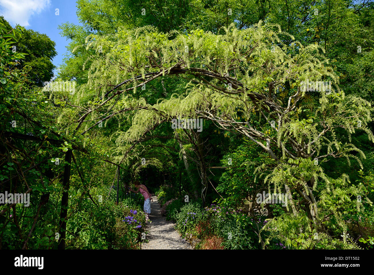 Wisteria sinensis chinois blanc fleurs bloom racème racemes couvrir arche métallique passerelle marche voûté altamont gardens carlow Banque D'Images