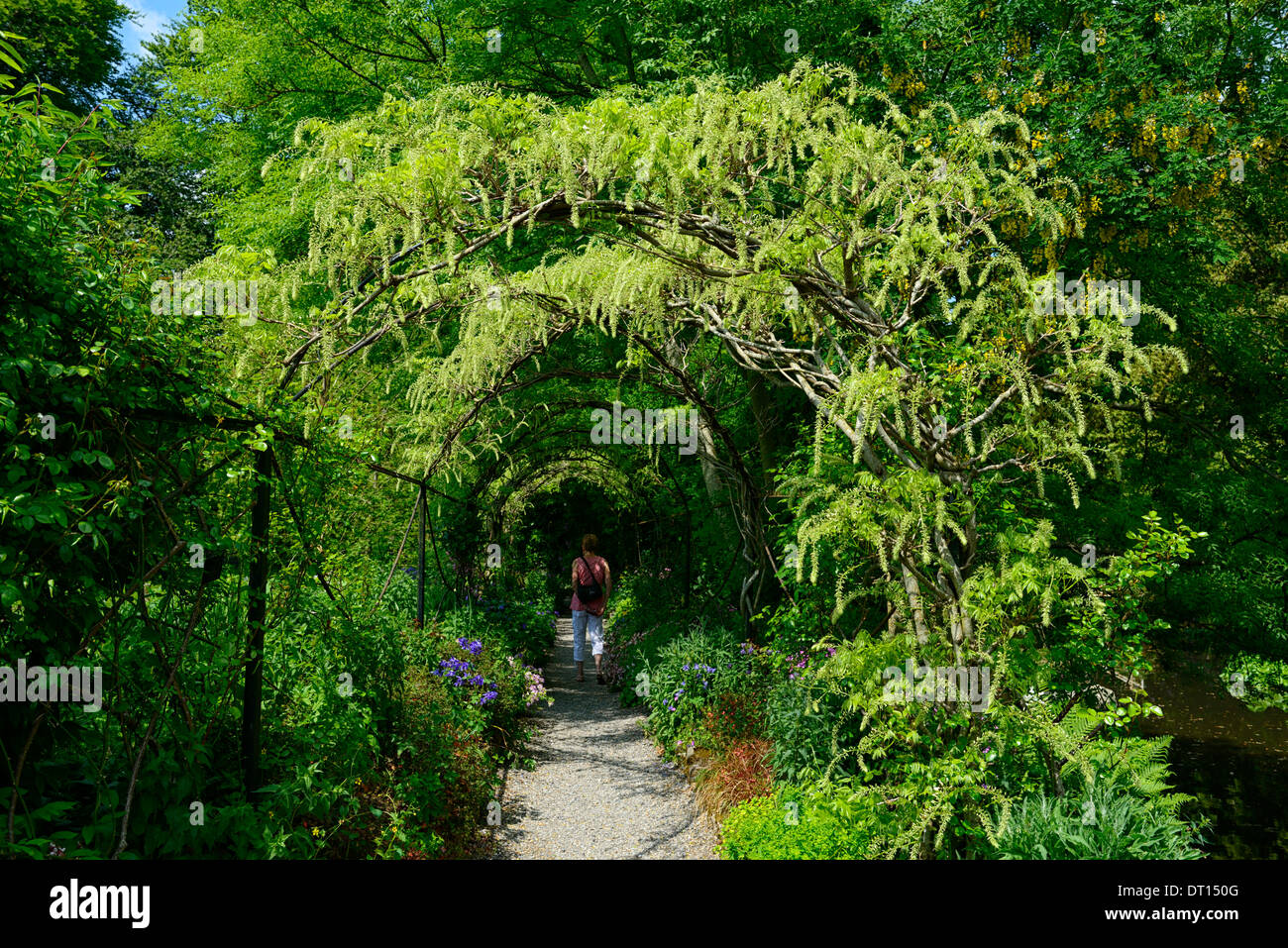 Wisteria sinensis chinois blanc fleurs bloom racème racemes couvrir arche métallique passerelle marche voûté altamont gardens carlow Banque D'Images