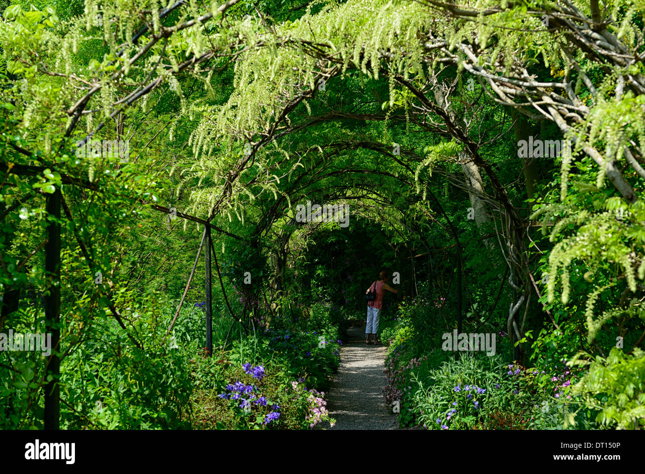 Wisteria sinensis chinois blanc fleurs bloom racème racemes couvrir arche métallique passerelle marche voûté altamont gardens carlow Banque D'Images