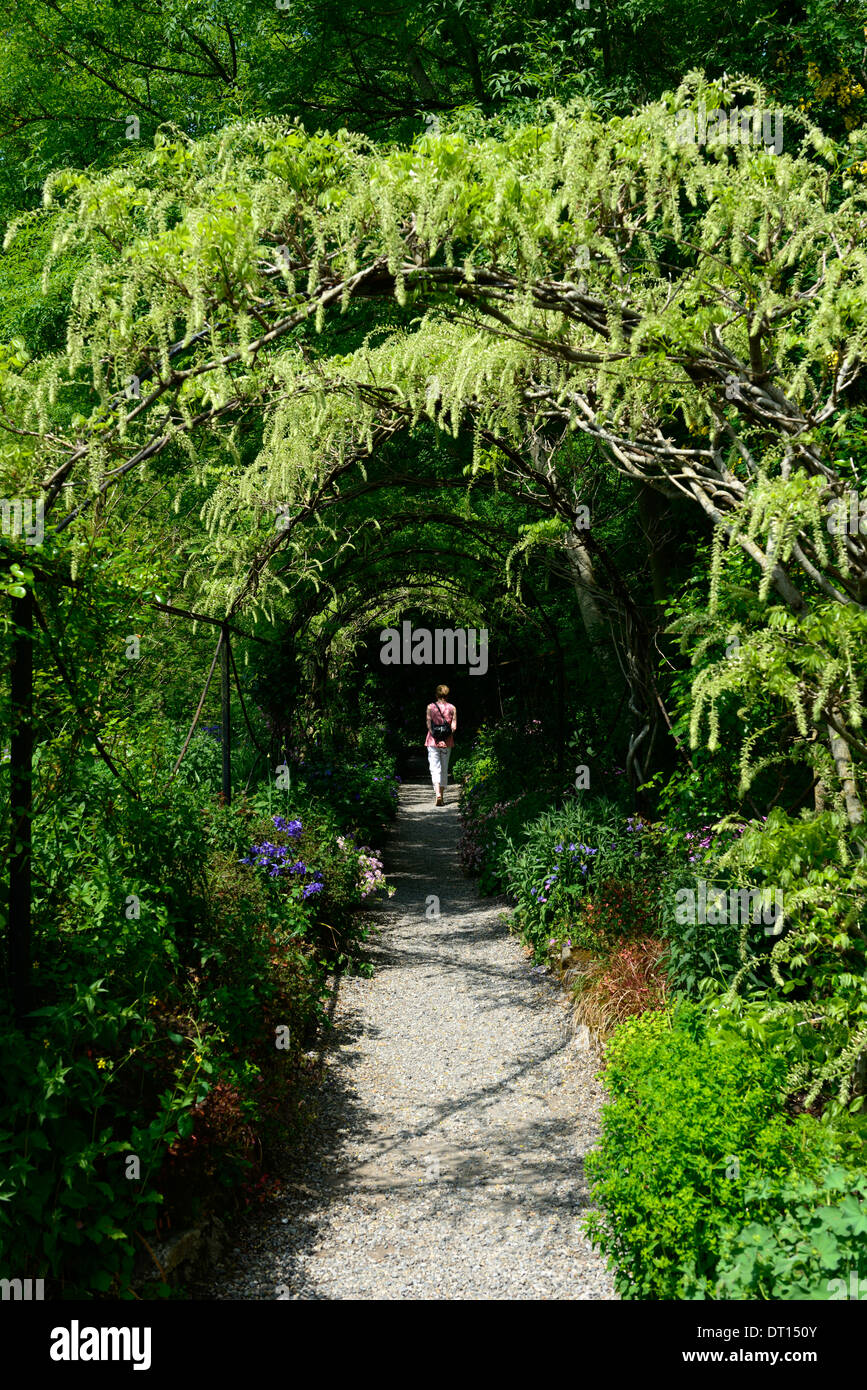 Wisteria sinensis chinois blanc fleurs bloom racème racemes couvrir arche métallique passerelle marche voûté altamont gardens carlow Banque D'Images