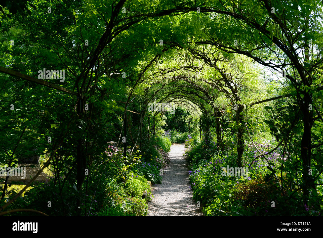 Wisteria sinensis chinois blanc fleurs bloom racème racemes couvrir arche métallique passerelle marche voûté altamont gardens carlow Banque D'Images