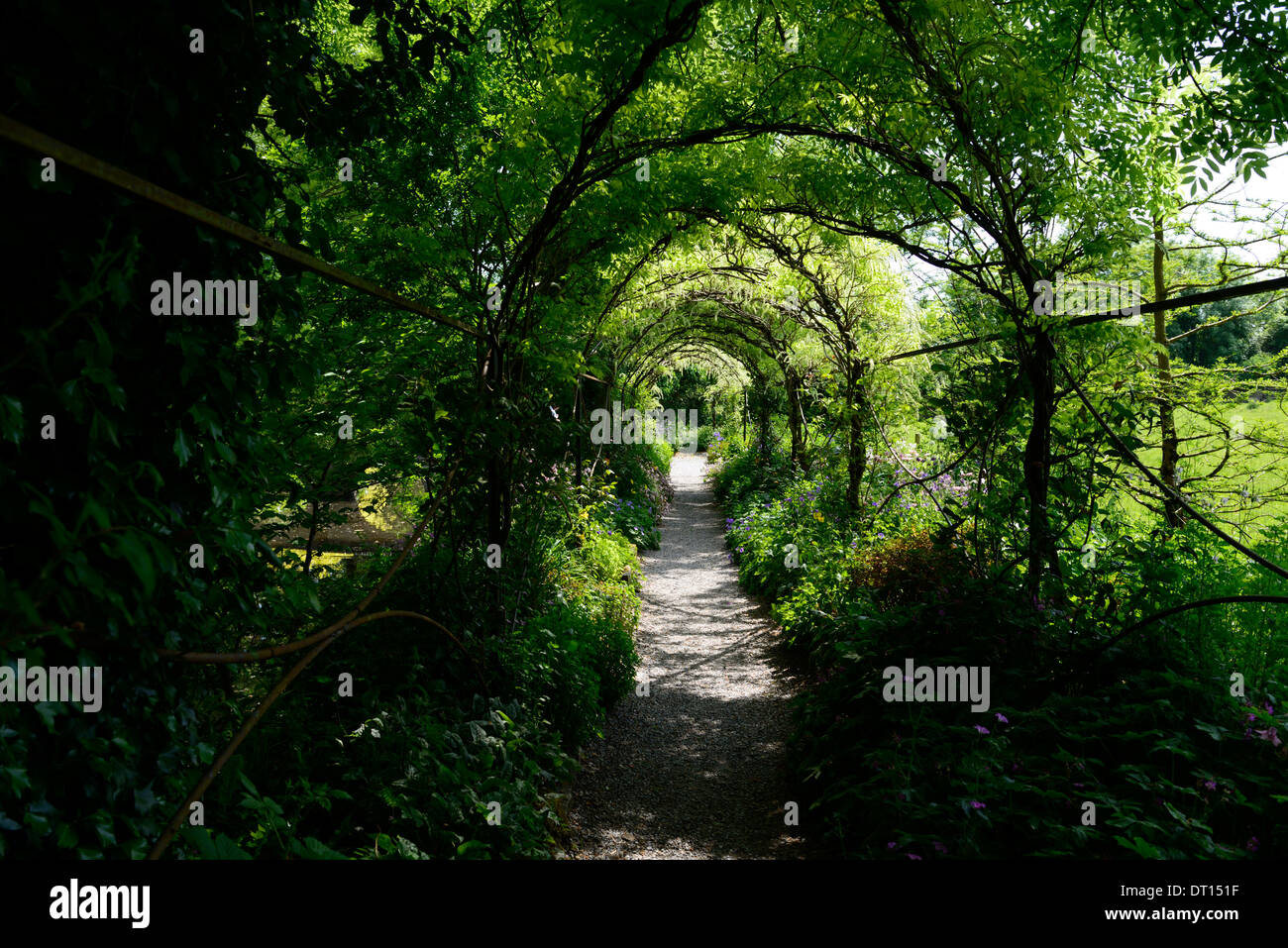 Wisteria sinensis chinois blanc fleurs bloom racème racemes couvrir arche métallique passerelle marche voûté altamont gardens carlow Banque D'Images