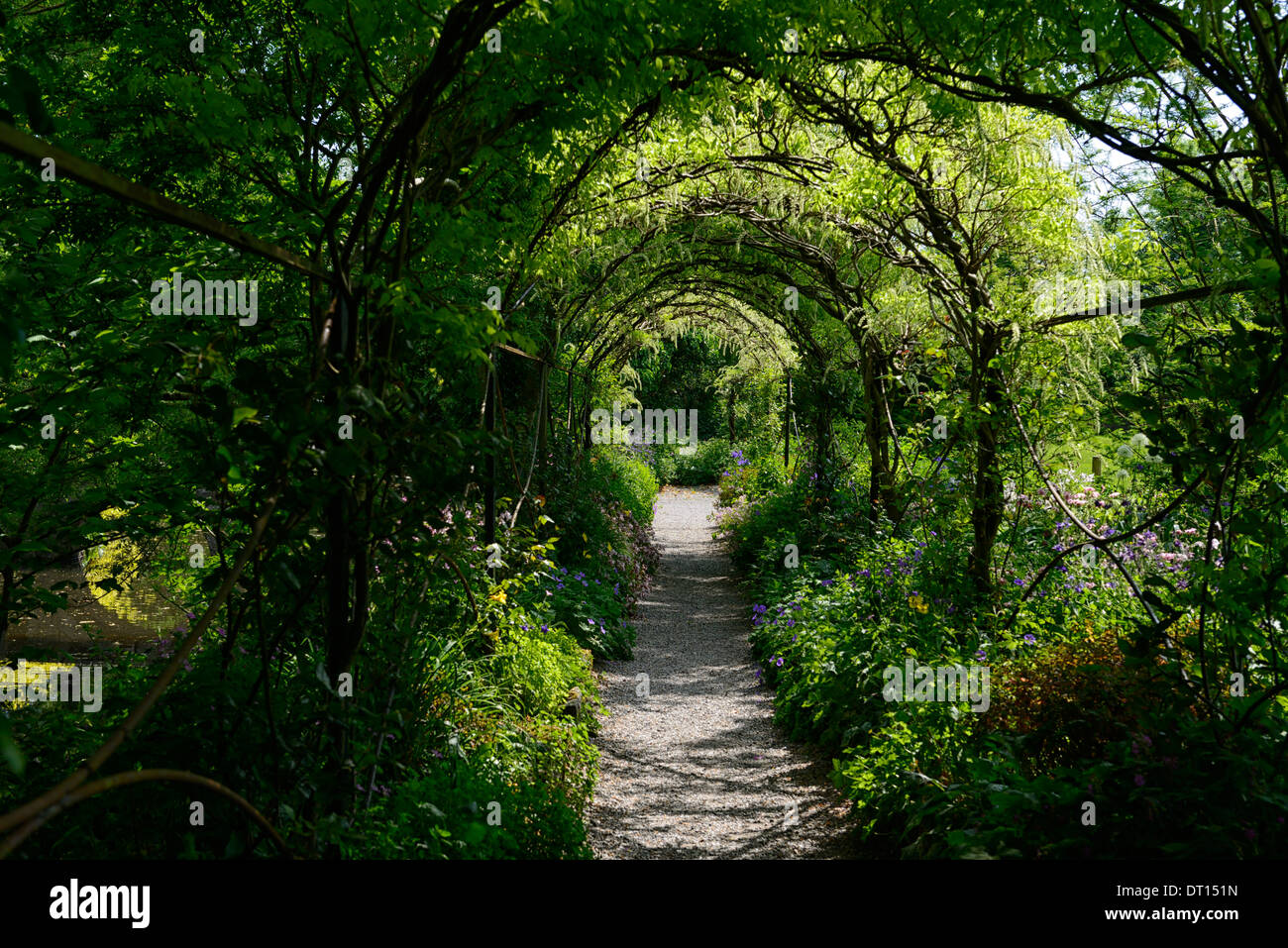 Wisteria sinensis chinois blanc fleurs bloom racème racemes couvrir arche métallique passerelle marche voûté altamont gardens carlow Banque D'Images