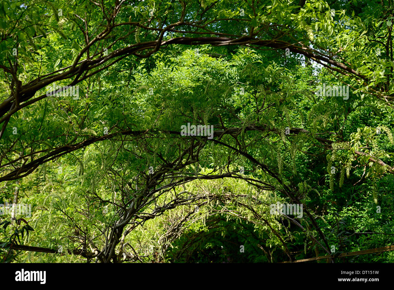 Wisteria sinensis chinois blanc fleurs bloom racème racemes couvrir arche métallique passerelle marche voûté altamont gardens carlow Banque D'Images
