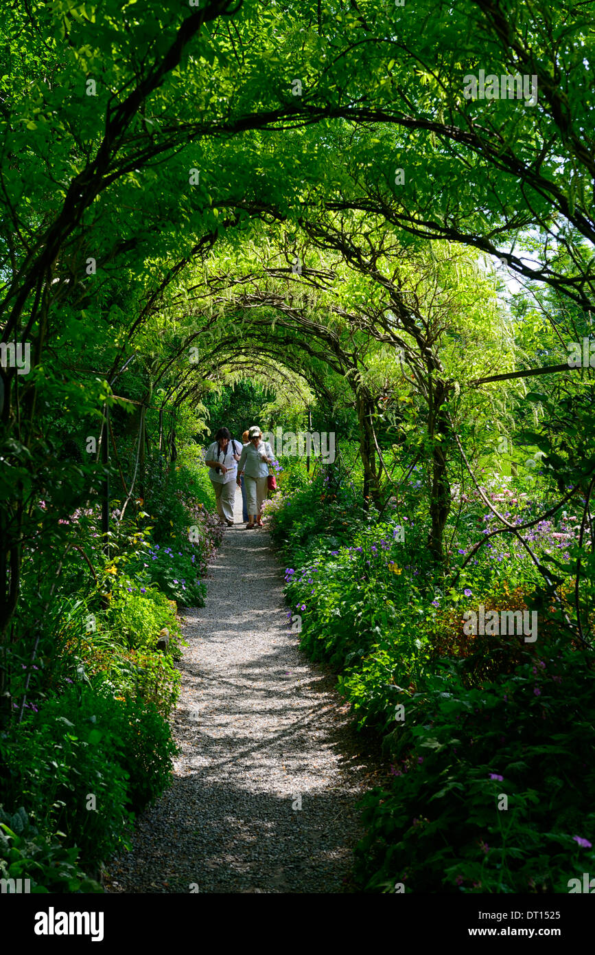 Wisteria sinensis chinois blanc fleurs bloom racème racemes couvrir arche métallique passerelle marche voûté altamont gardens carlow Banque D'Images