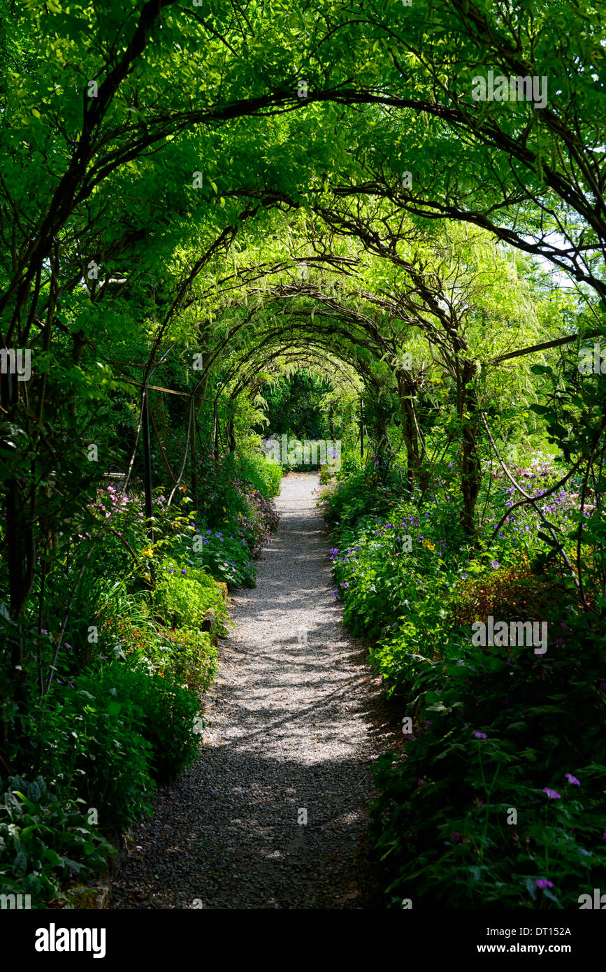 Wisteria sinensis chinois blanc fleurs bloom racème racemes couvrir arche métallique passerelle marche voûté altamont gardens carlow Banque D'Images