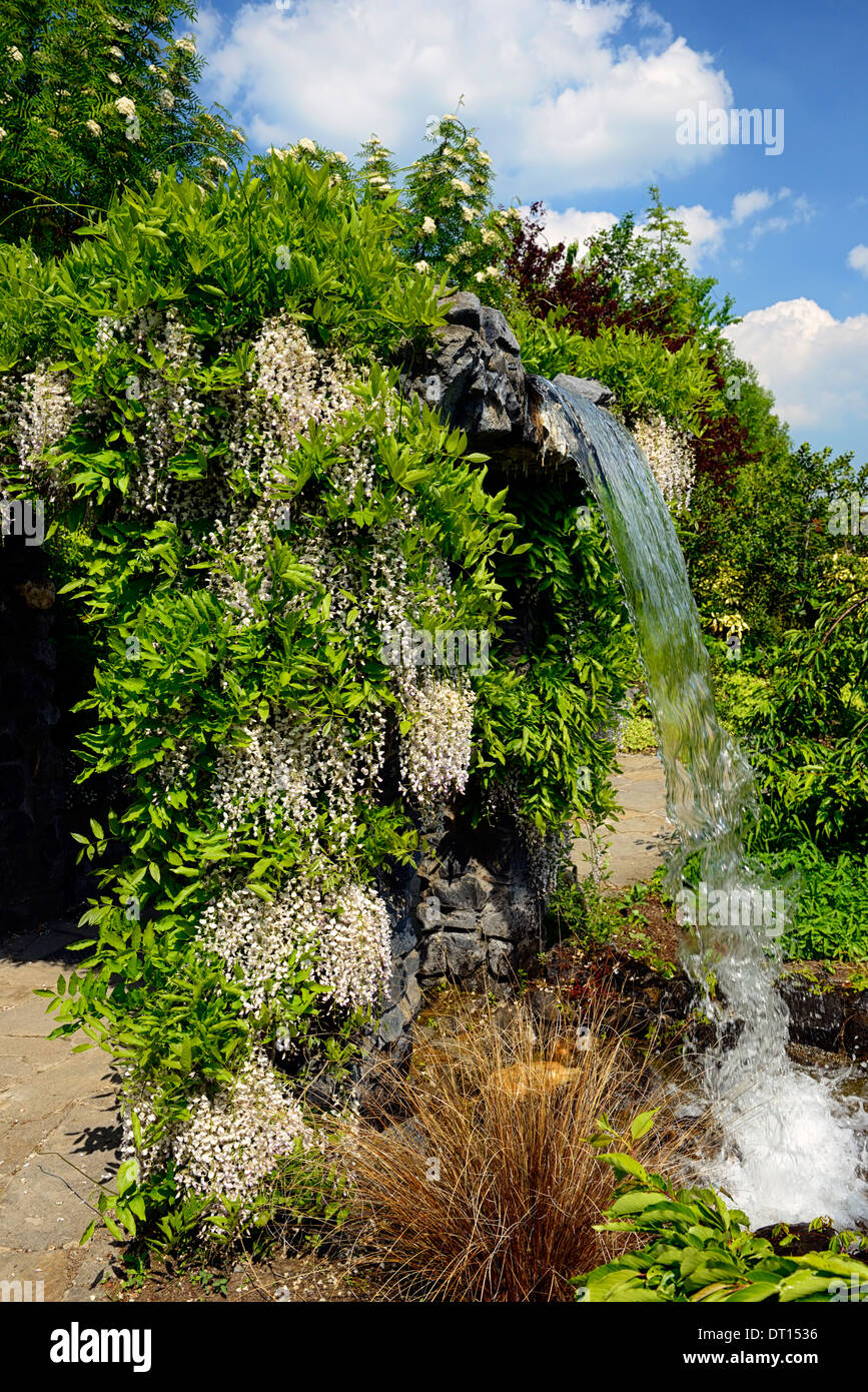 Wisteria floribunda Alba japonais blanc fleurs bloom racèmes racème cascade fontaine à eau couvercle caractéristique gazebo garden Banque D'Images