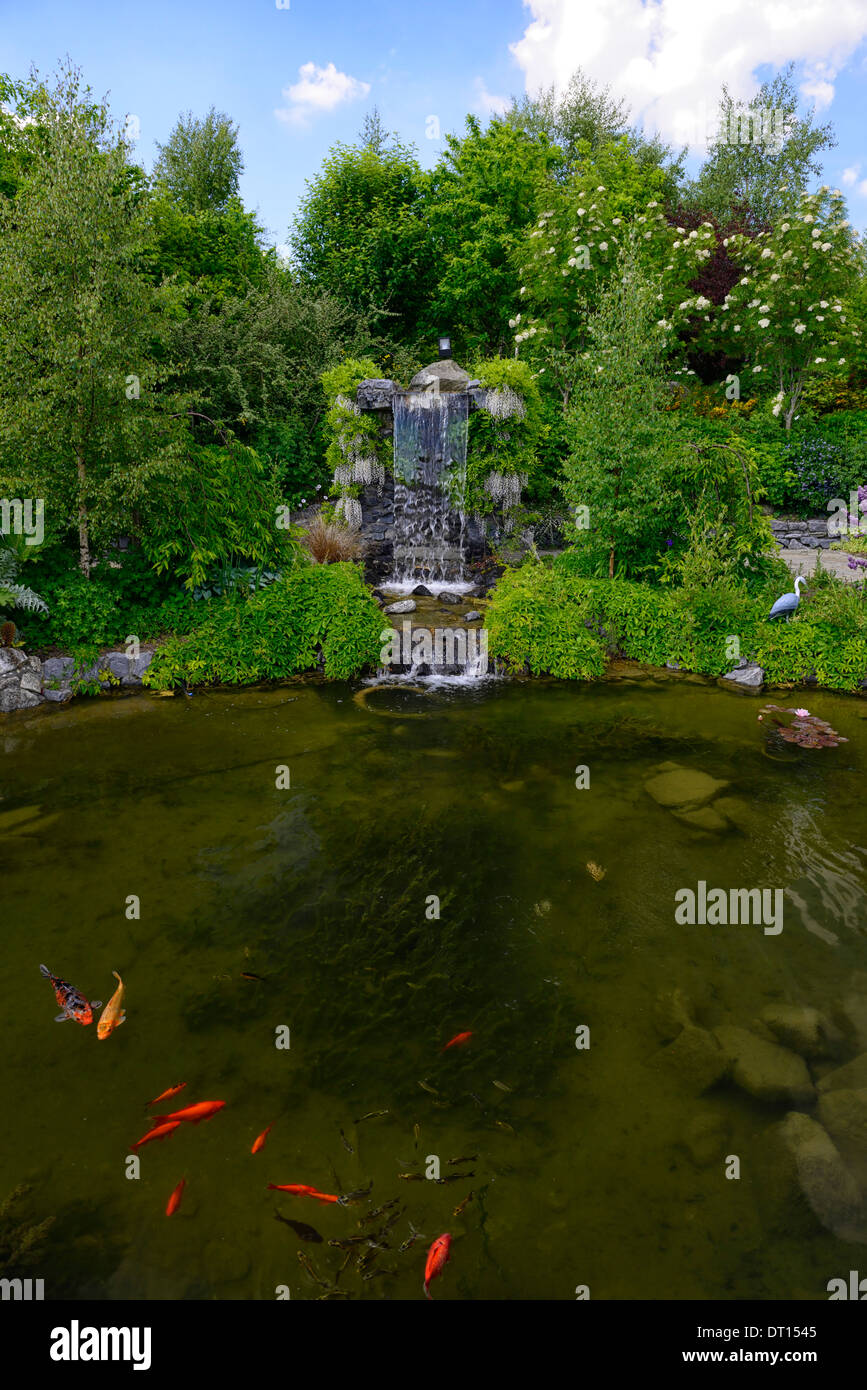 Wisteria floribunda Alba japonais blanc fleurs bloom racèmes racème cascade fontaine à eau couvercle caractéristique gazebo étang de jardin Banque D'Images