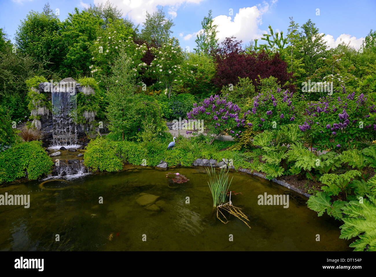 Wisteria floribunda Alba japonais blanc fleurs bloom racèmes racème cascade fontaine à eau couvercle caractéristique gazebo étang de jardin Banque D'Images
