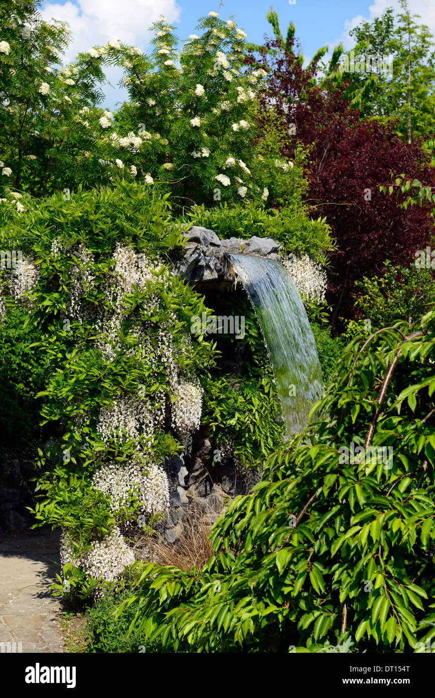Wisteria floribunda Alba japonais blanc fleurs bloom racèmes racème cascade fontaine à eau couvercle caractéristique gazebo garden Banque D'Images