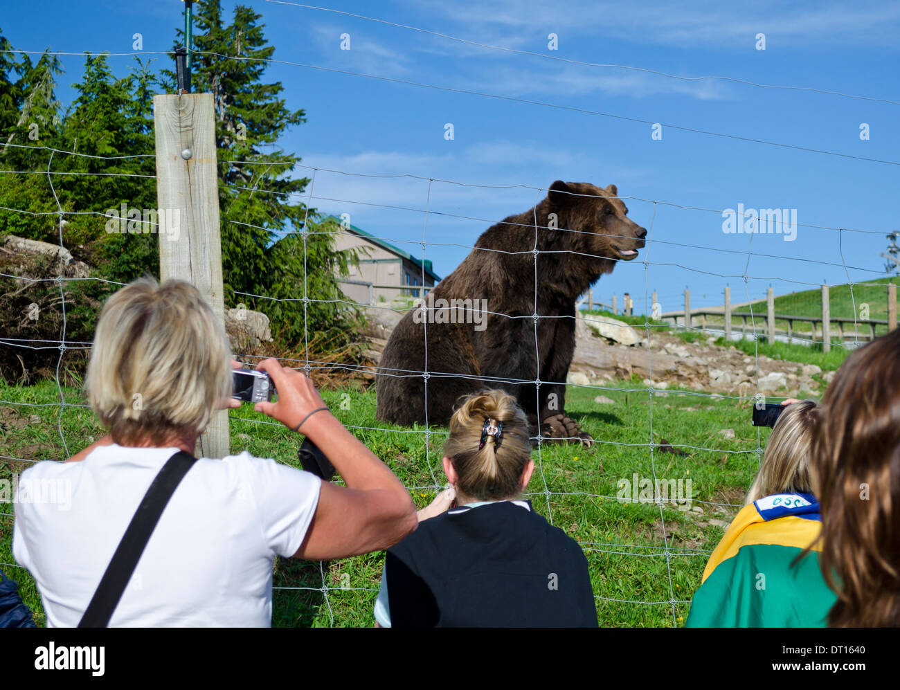 Les touristes de prendre des photos d'un grizzly vivant dans un endroit clos Wildlife Refuge au sommet de Grouse Mountain à Vancouver, BC. Banque D'Images