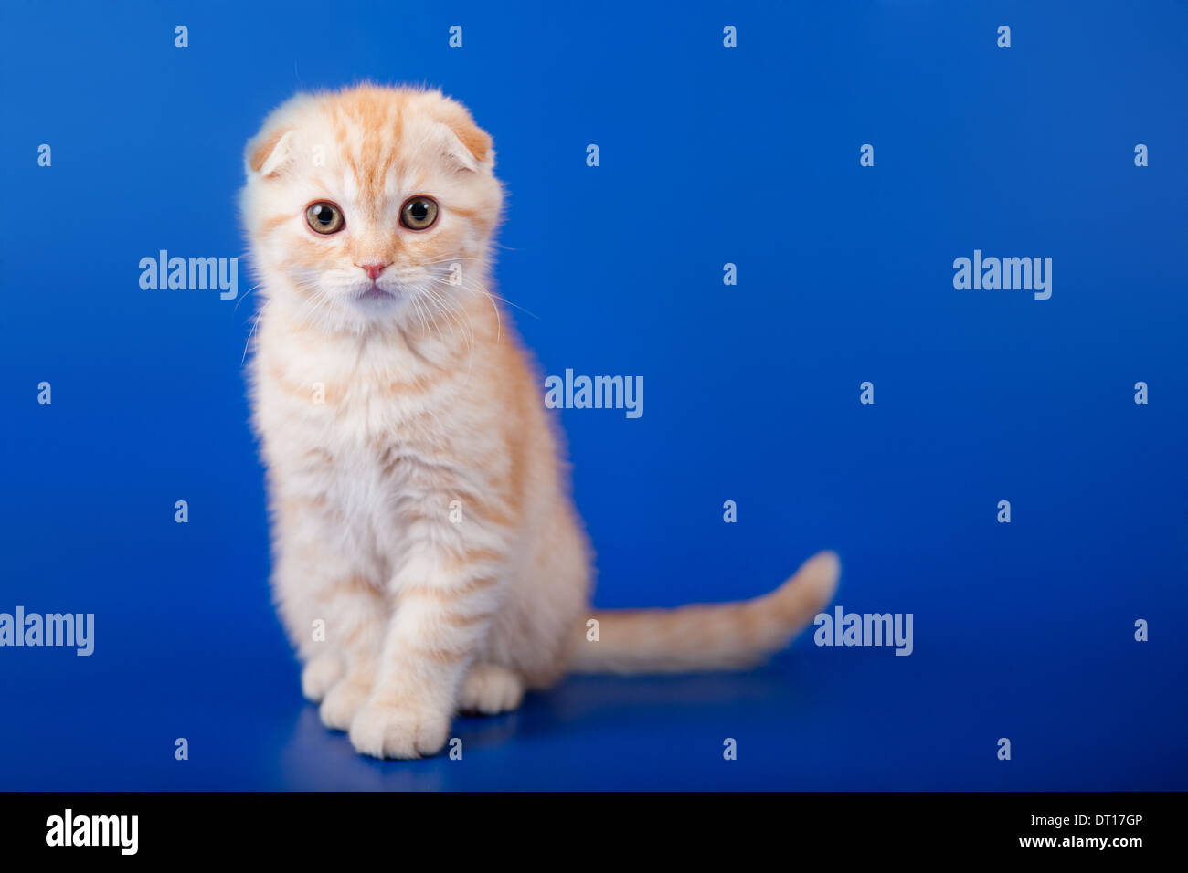 Scottish Fold crème tabby shorthair Chat de deux mois sur bleu Banque D'Images