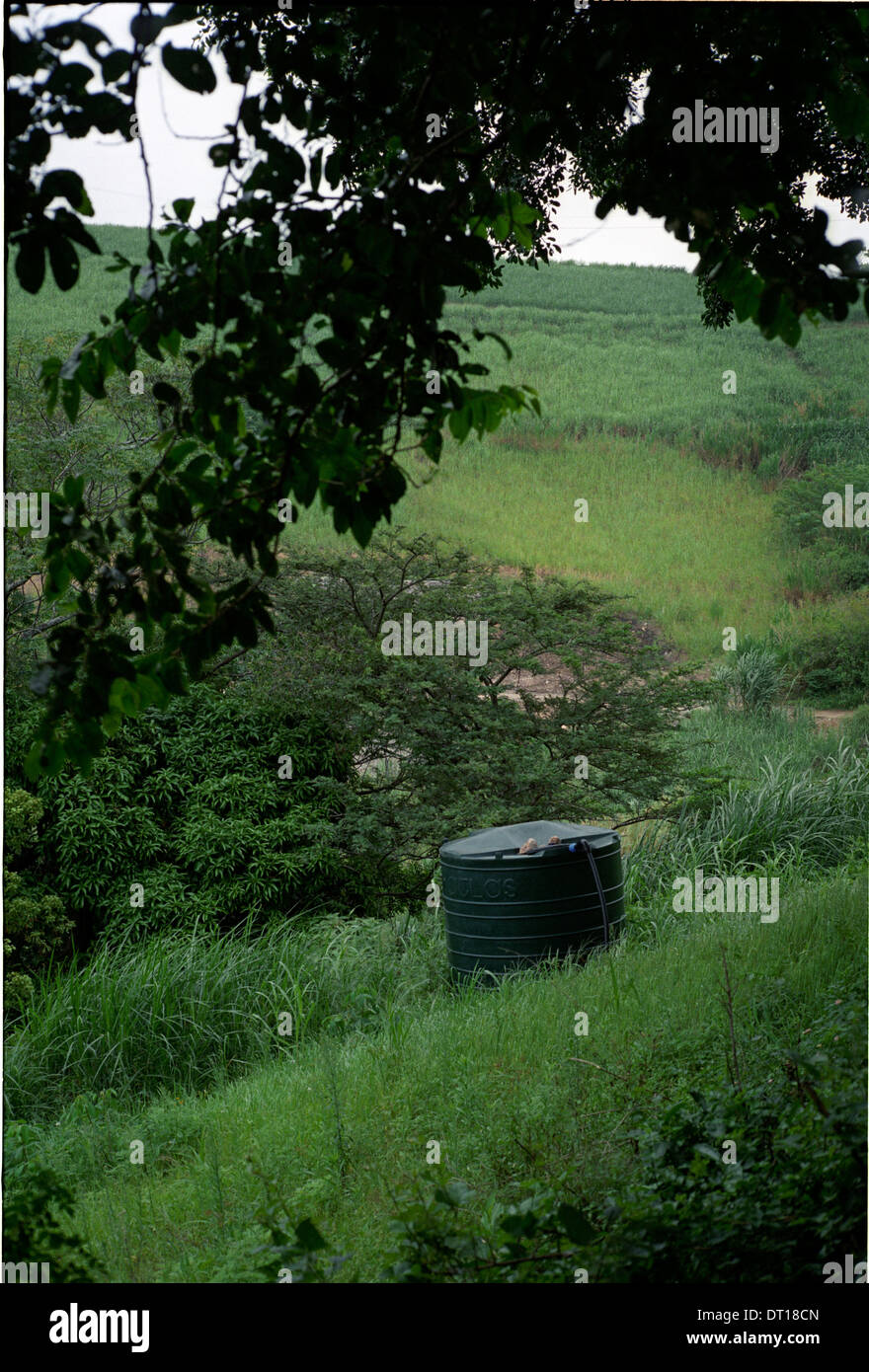 Champs et les bovins, le site d'un projet de système de distribution d'eau. Le développement urbain et rural et de l'infrastructure dans l'ugi Banque D'Images