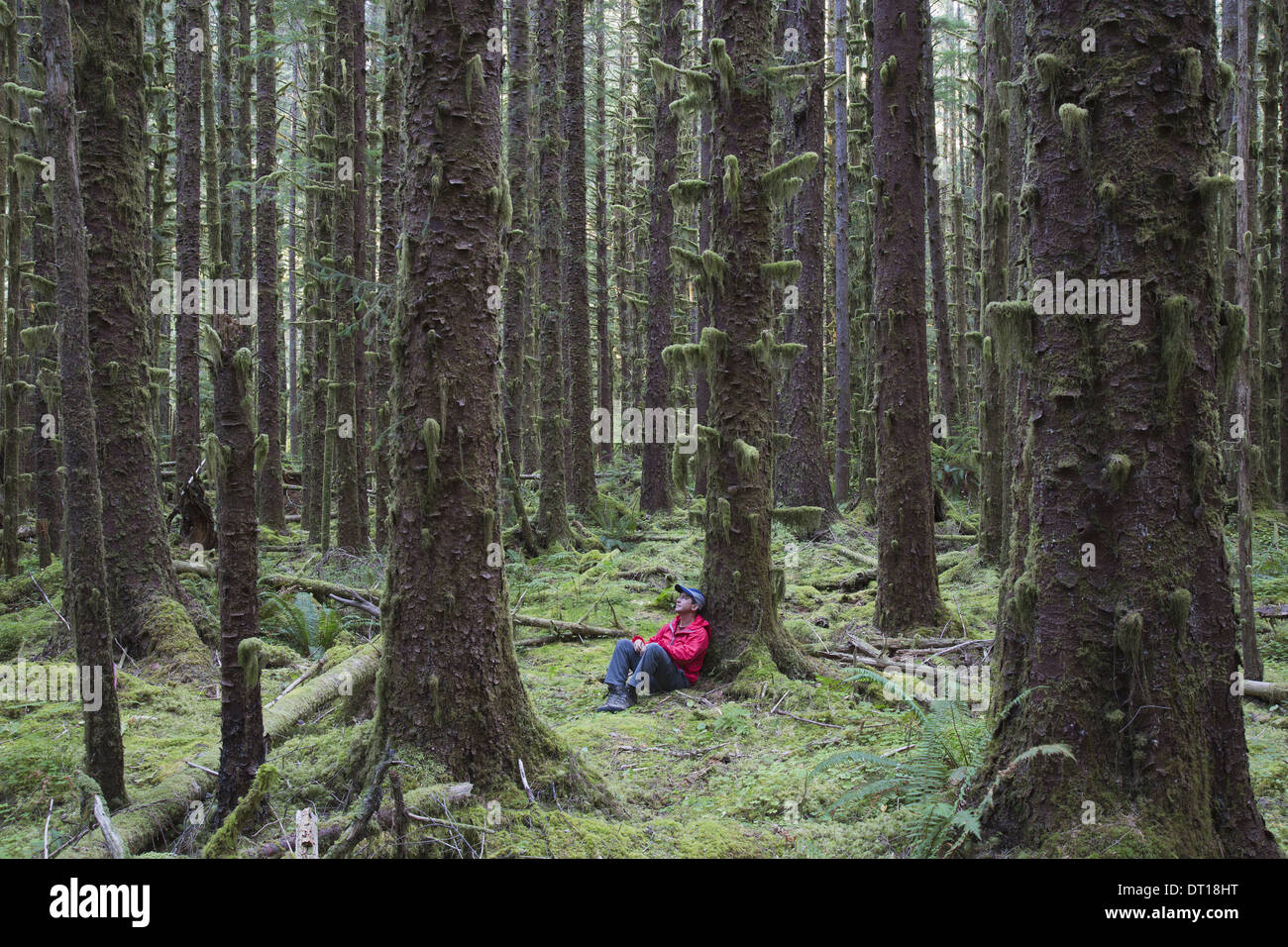 Olympic National Park Washington USA. Couvert de mousse homme la pruche et l'épinette d'arbres Banque D'Images