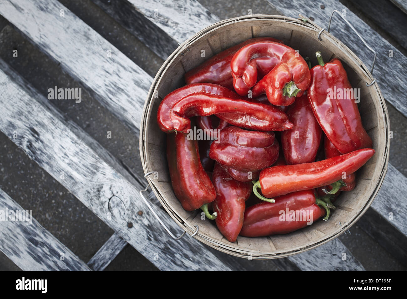 Woodstock, New York USA Organic Poivrons rouges récoltés juste Banque D'Images