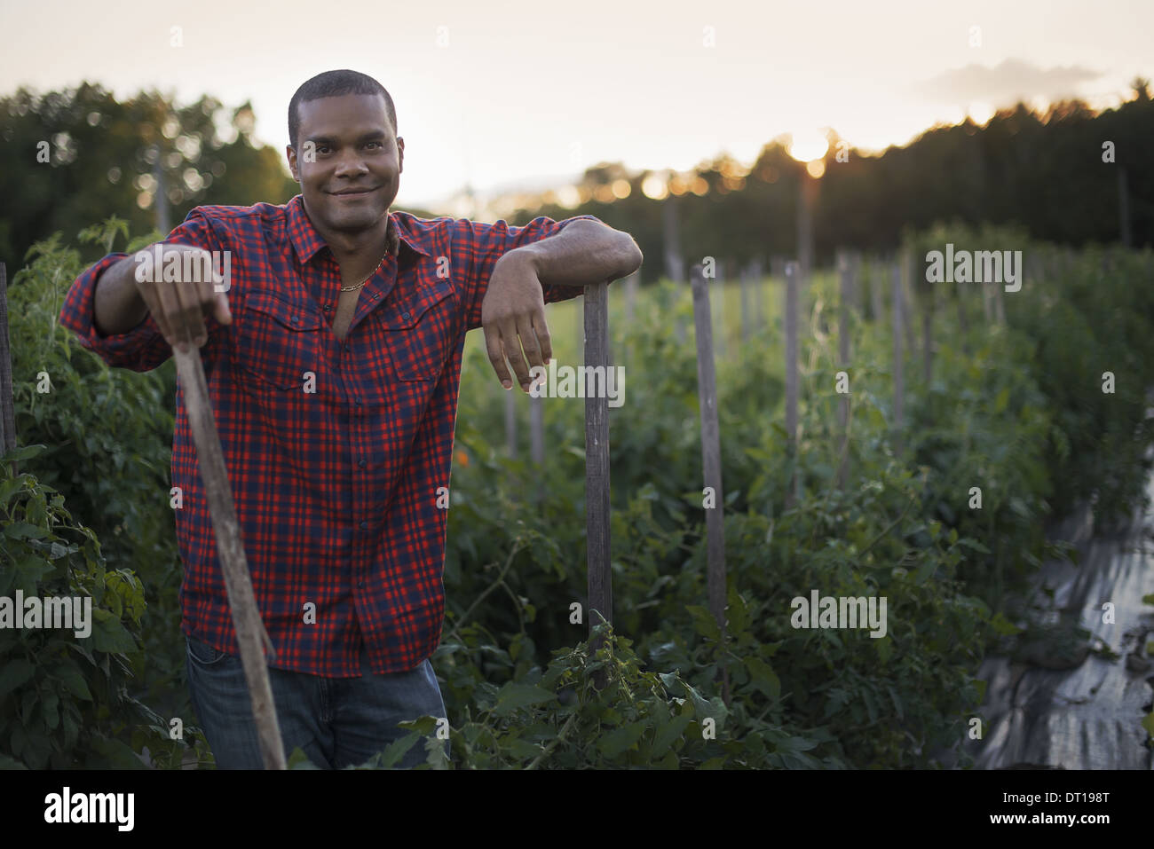 Woodstock, New York USA agriculteur biologique avec des plants de tomates Banque D'Images