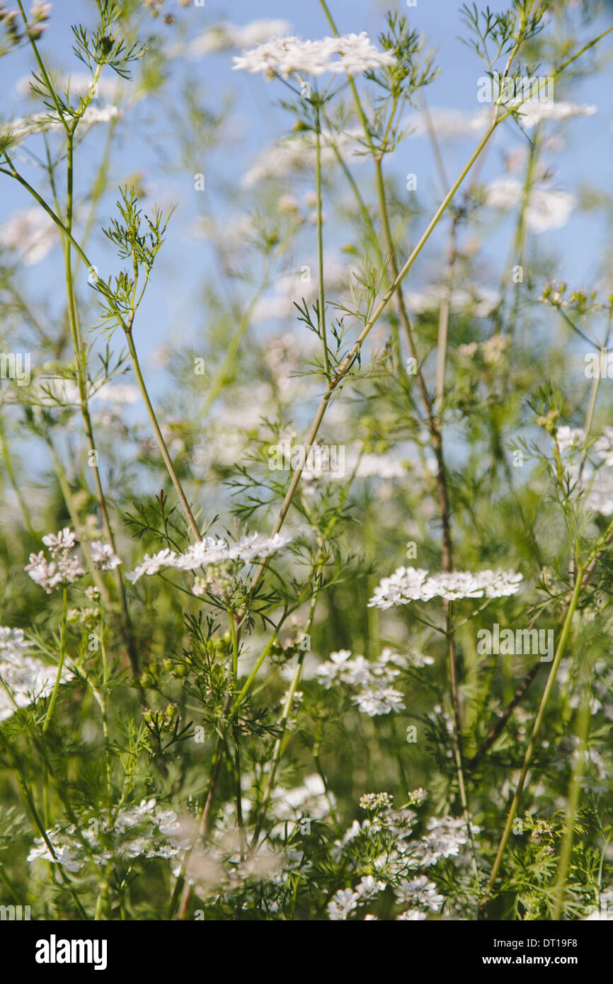 Coriandre ou persil chinois floraison de la coriandre Banque D'Images